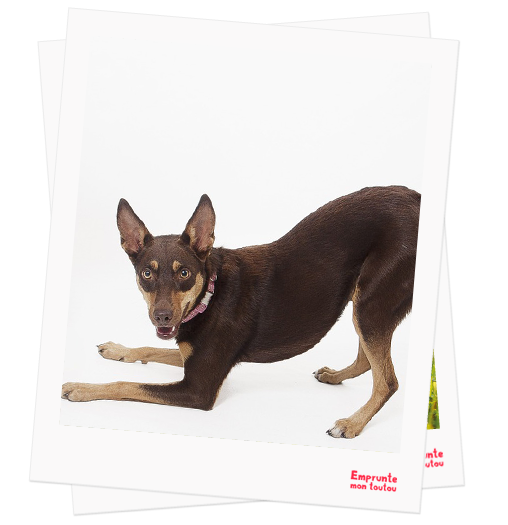 Cane da Pastore Australiano Kelpie profile