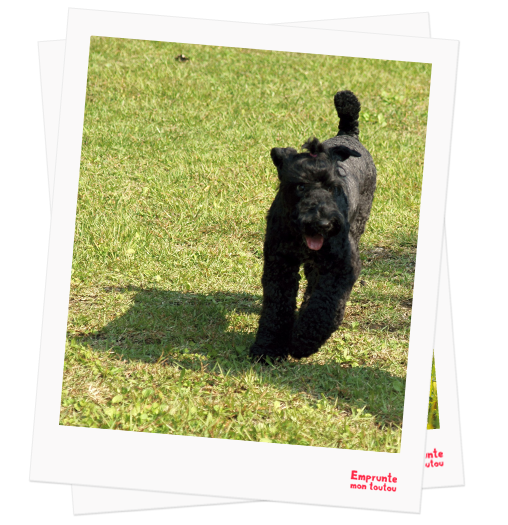 Kerry Blue Terrier profile