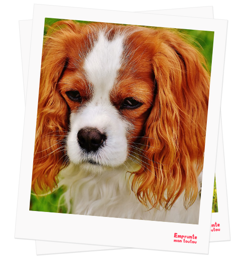 King Charles Spaniel profile