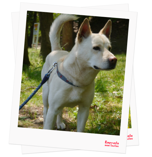 Kishu profile