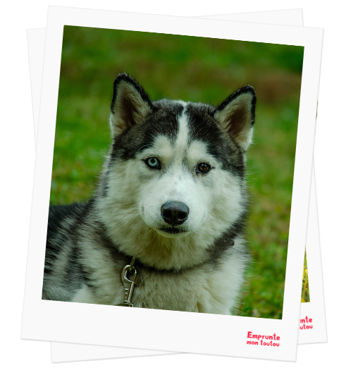 Siberian Laika profile