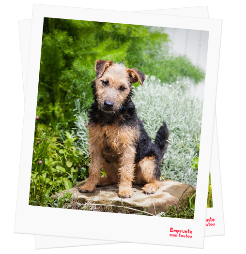 Lakeland Terrier profile