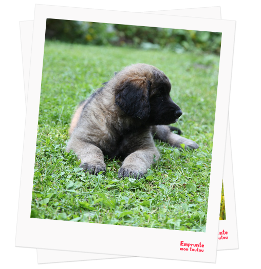 Leonberger profile