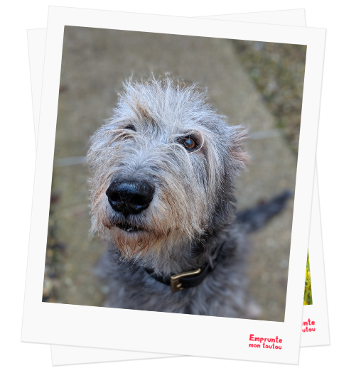 Irish wolfhound profile