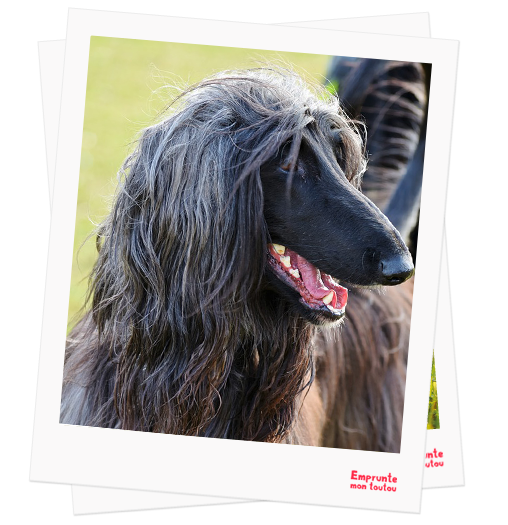 Afghan Hound profile