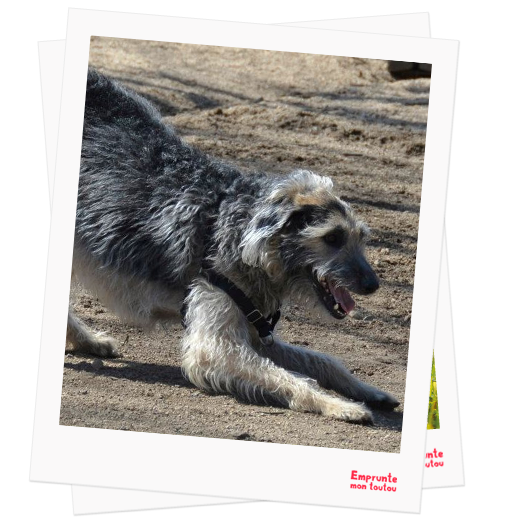 Scottish Greyhound profile