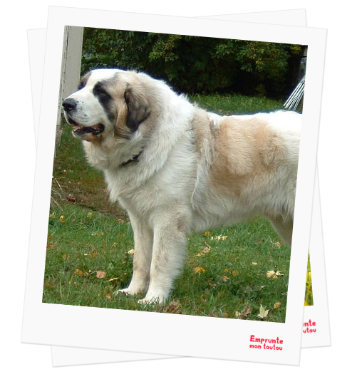 Pyrenean Mastiff profile