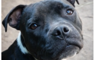 staffordshire terrier gris foncé et blanc