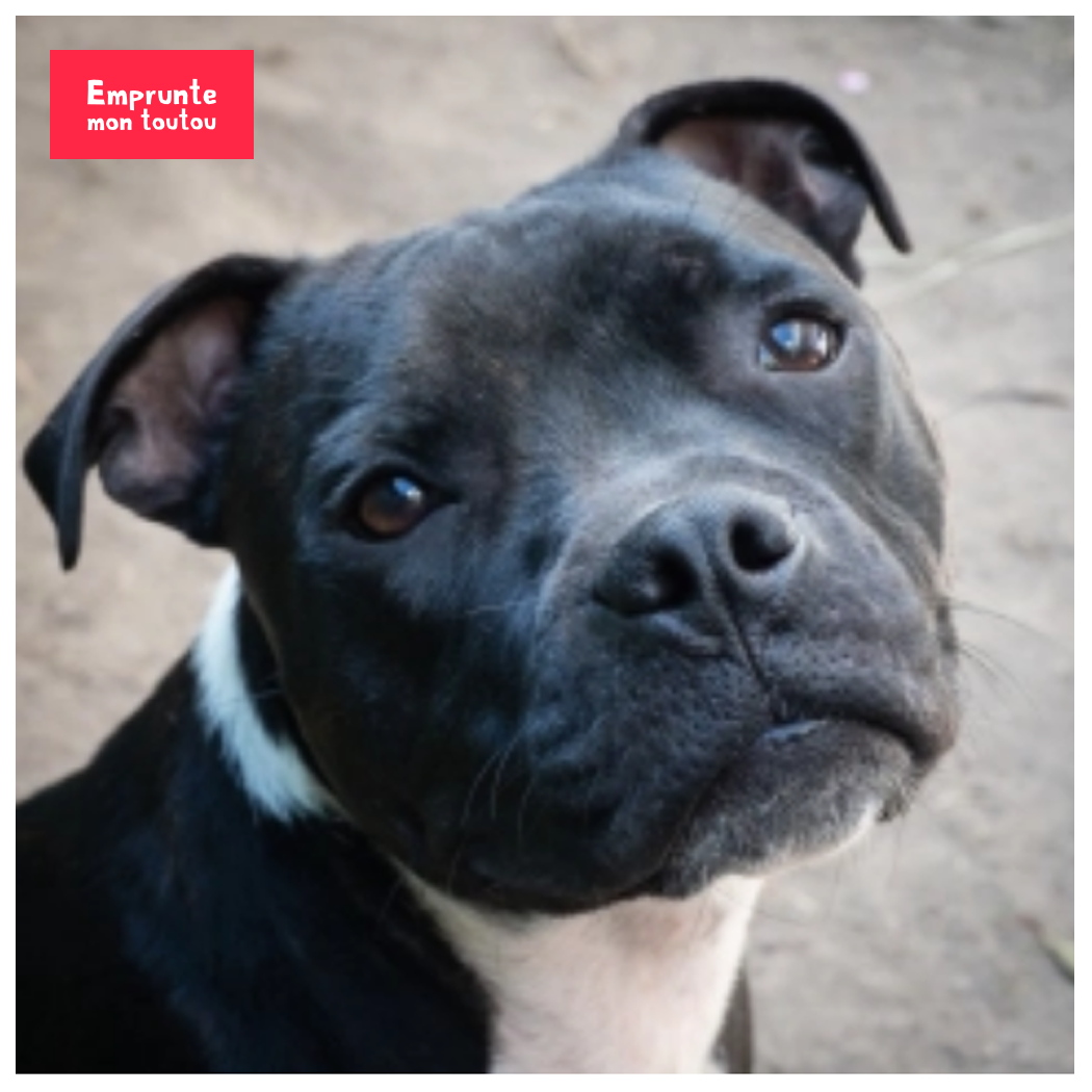 staffordshire terrier gris foncé et blanc