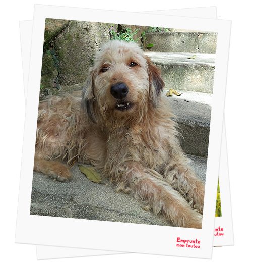 Otterhound profile