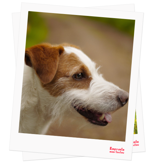 Parson Russel Terrier profile