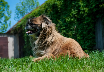 photo de pekinois dans l'herbe