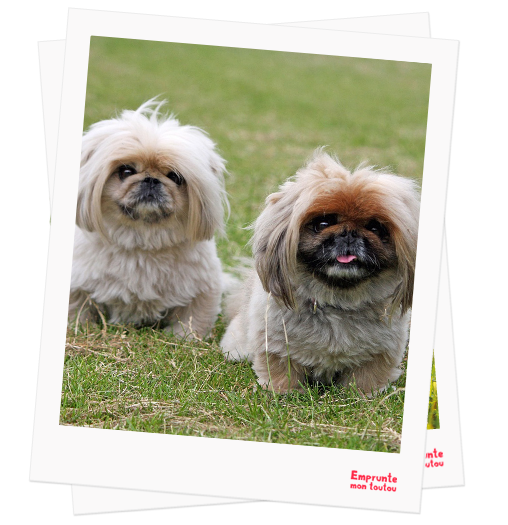 Pekingese profile