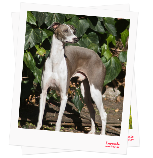 Italian greyhound profile