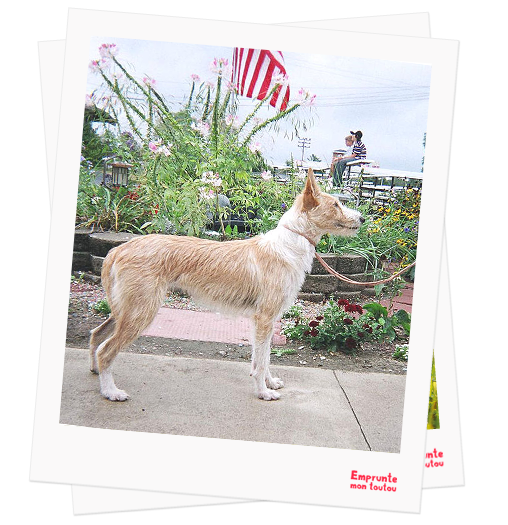 Portuguese Podenco profile