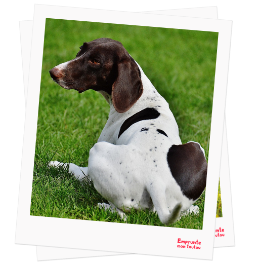 English Pointer profile