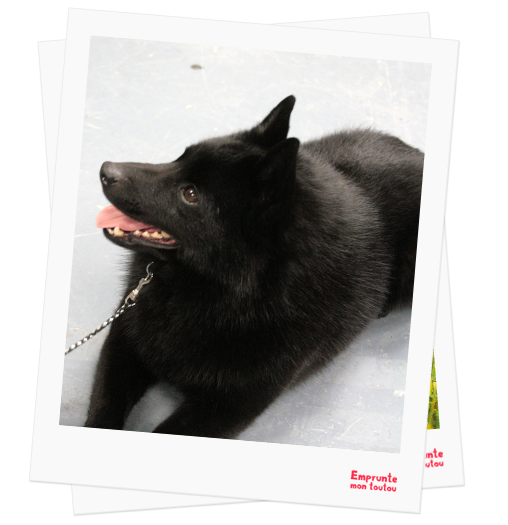 Schipperkee profile