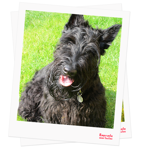 Scottish Terrier profile