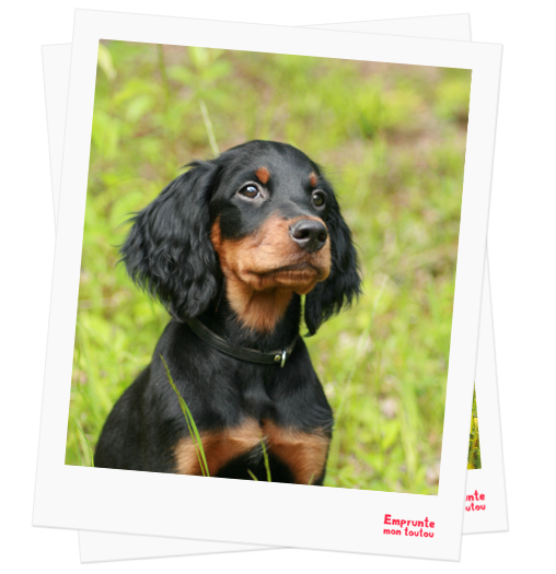 Gordon Setter profile