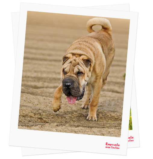 Shar pei profile