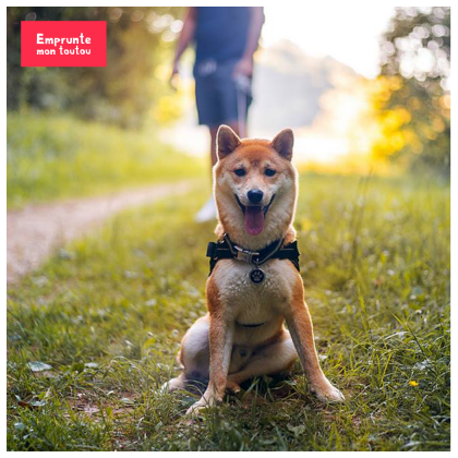 chien shiba inu assis dans la foret