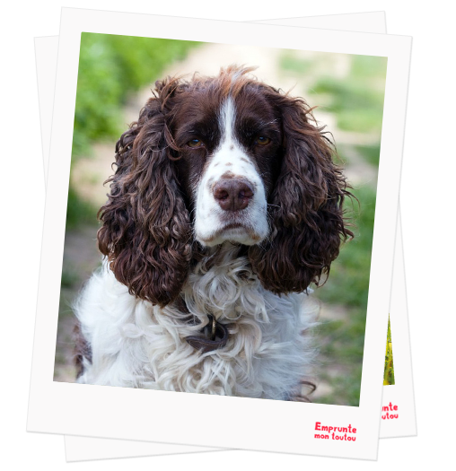 English Springer profile