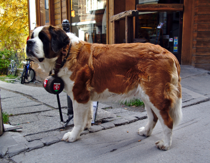 photo de chien st bernard