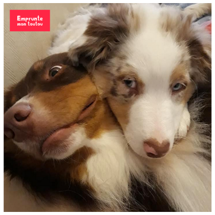Adopter plusieurs chiens