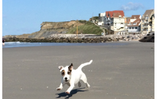 chien qui court sur une plage
