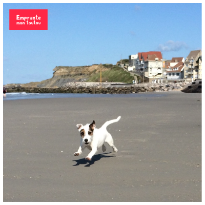 chien qui court sur une plage