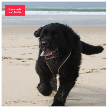 chien terre-neuve courant sur la plage