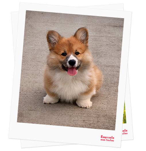 Welsh Corgi profile