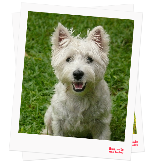 West Highland White Terrier profile