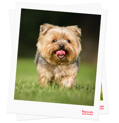 Yorkshire Terrier profile