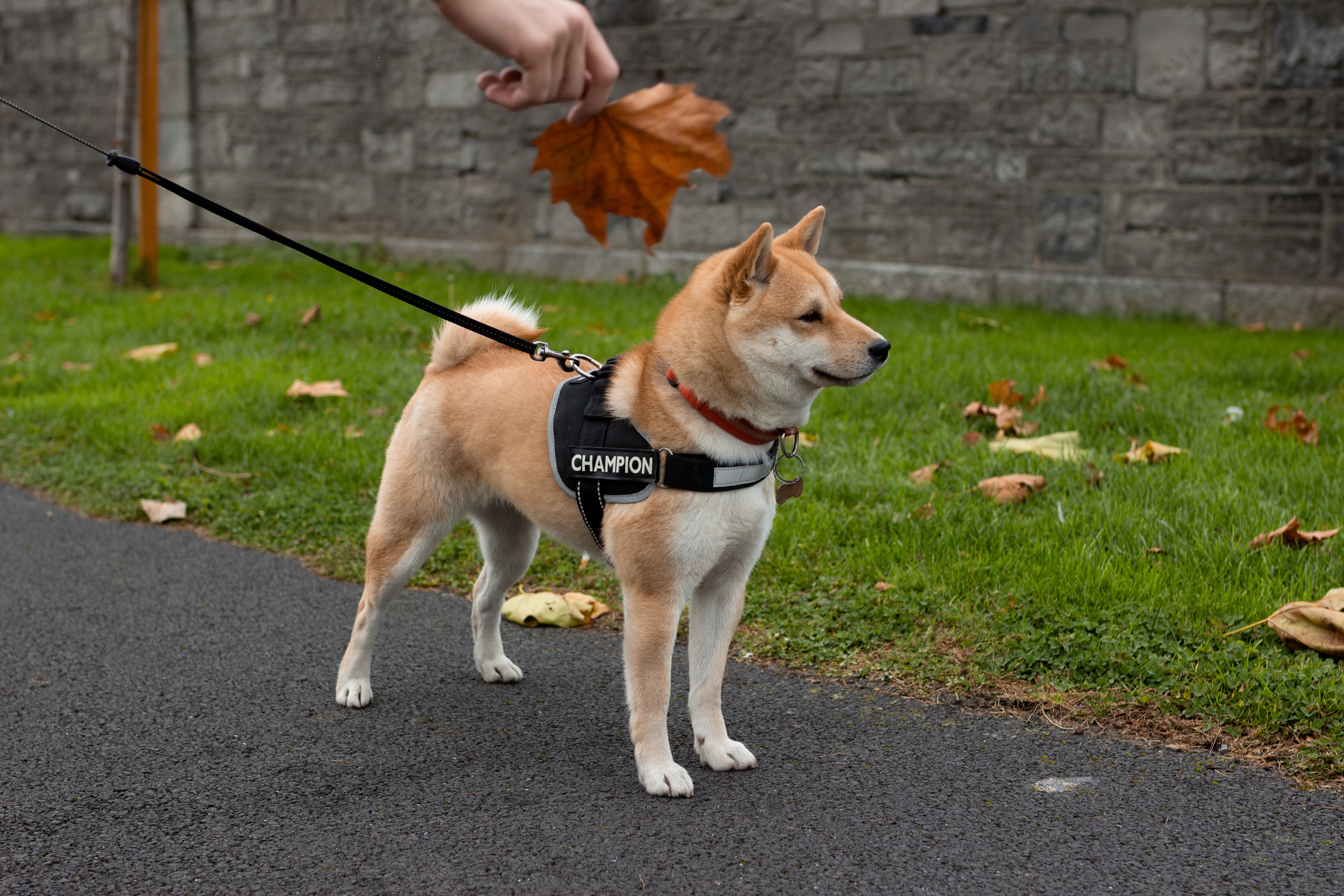 Akita avec laisse et harnais