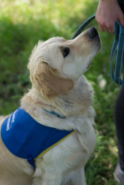 Photo de golden retriever à côté de son maître