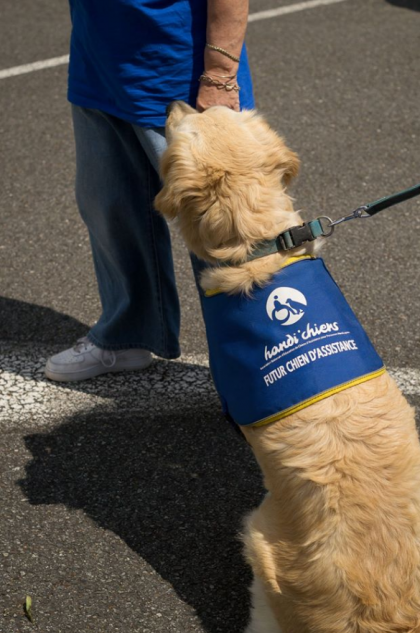 Golden Retriever avec le harnais chiens Guide