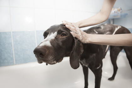 photo d'un chien prenant un bain