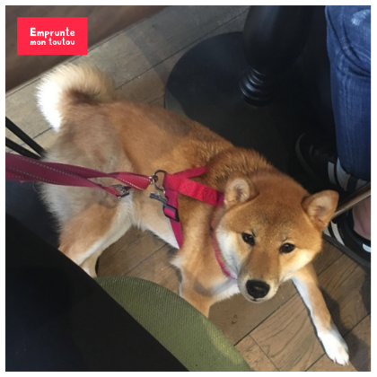 Photo de Shiba Inu avec une laisse rose