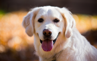 photo de golden retriever