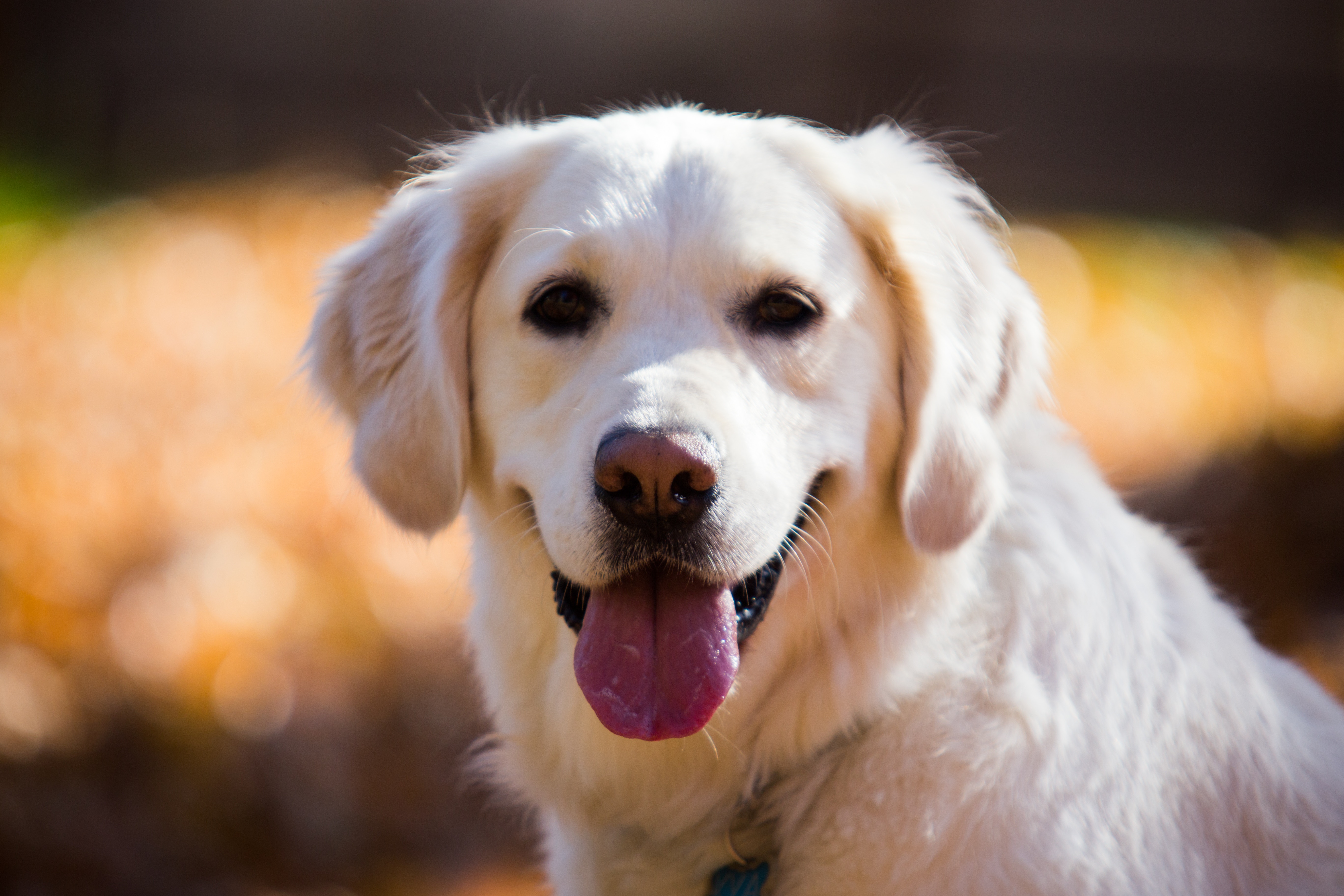 photo de golden retriever