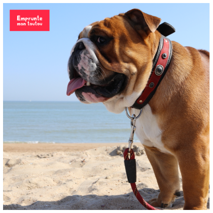 photo de bouledogue anglais sur la plage