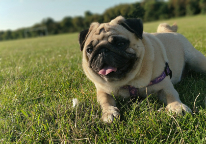 pphoto de Carlin dans l'herbe