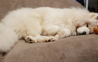 photo de samoyede dormant sur un canapé