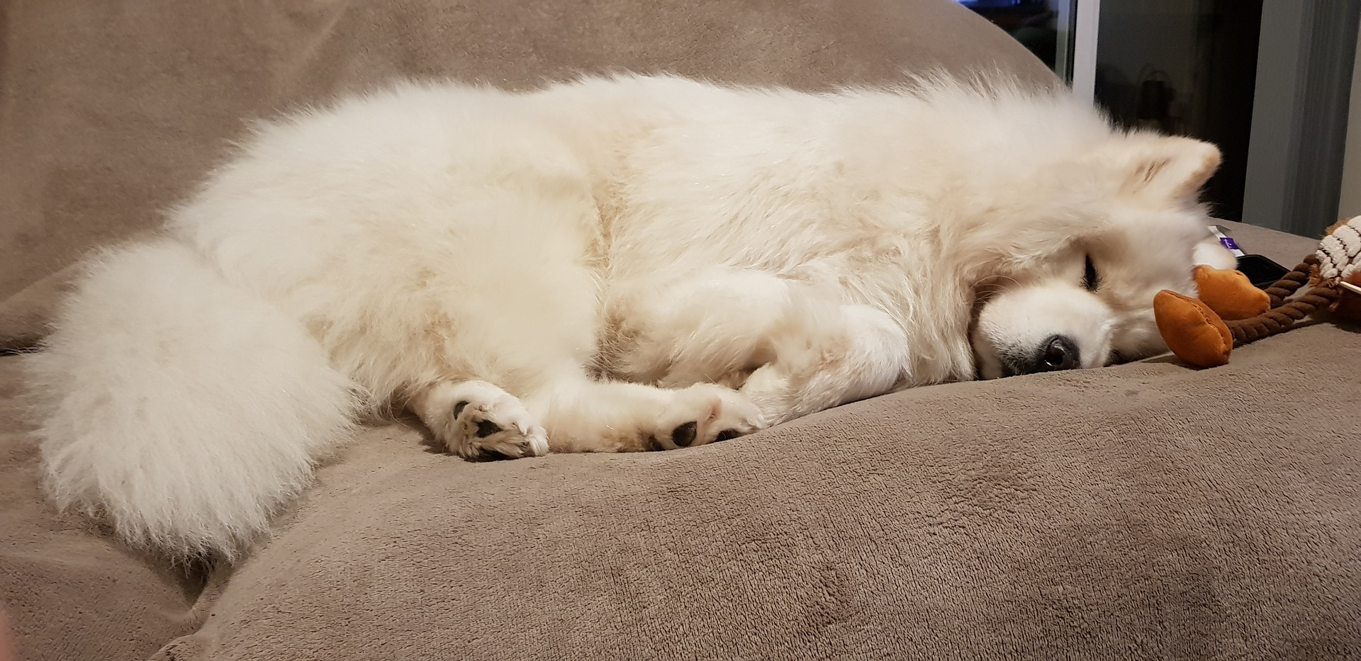 photo de samoyede dormant sur un canapé