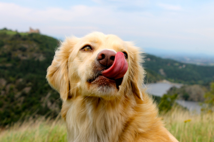 photo de chien qui se lèche la truffe