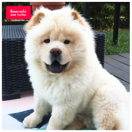 photo de Chow Chow crème