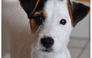 PHOTO DE PARSON RUSSELL TERRIER