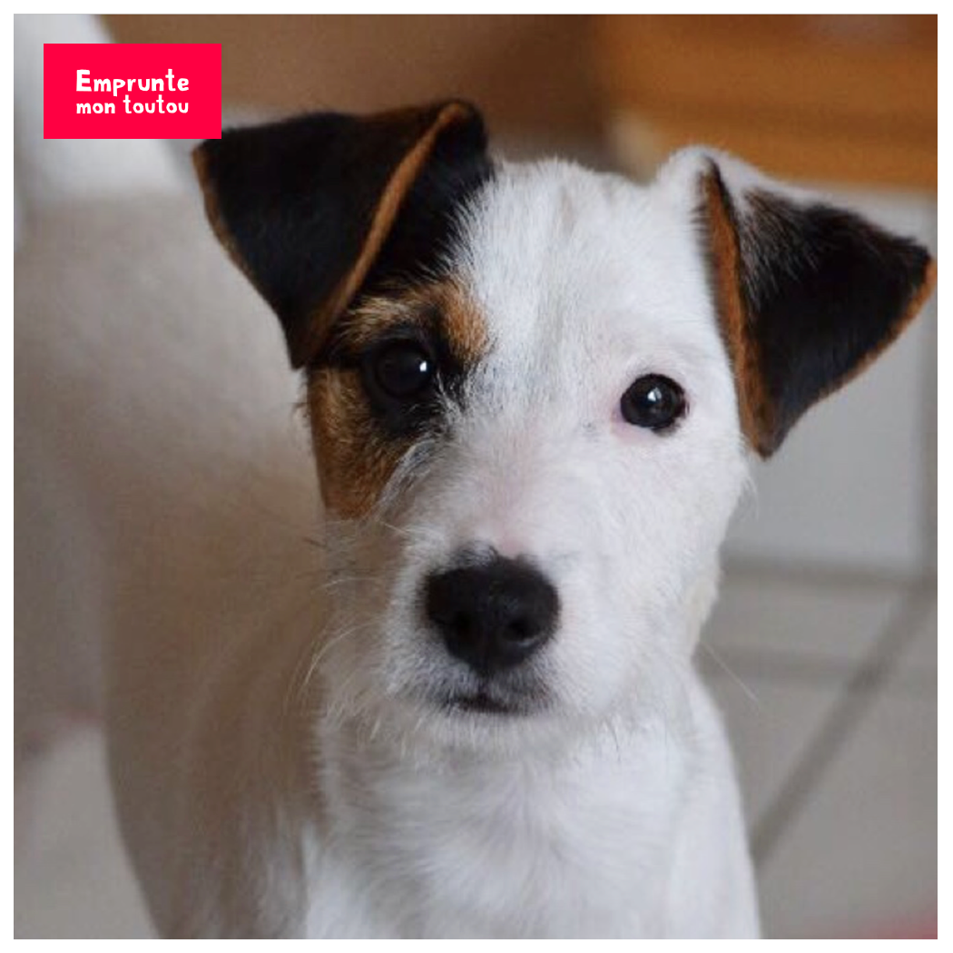 PHOTO DE PARSON RUSSELL TERRIER