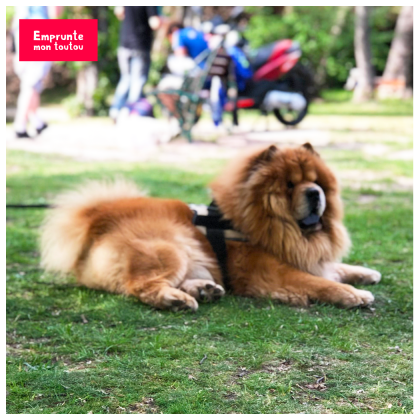 photo de Chow Chow couché dans l'herbe